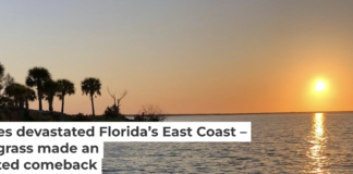 Seagrass has made an unexpected return to Mosquito Lagoon. Captain William B. Wolfson, Grassroots Guide Service, New Smyrna Beach, FL